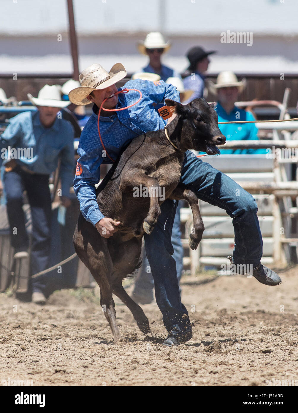 Kalb roping Cowboy beim Rodeo in Cottonwood, Kalifornien. Stockfoto