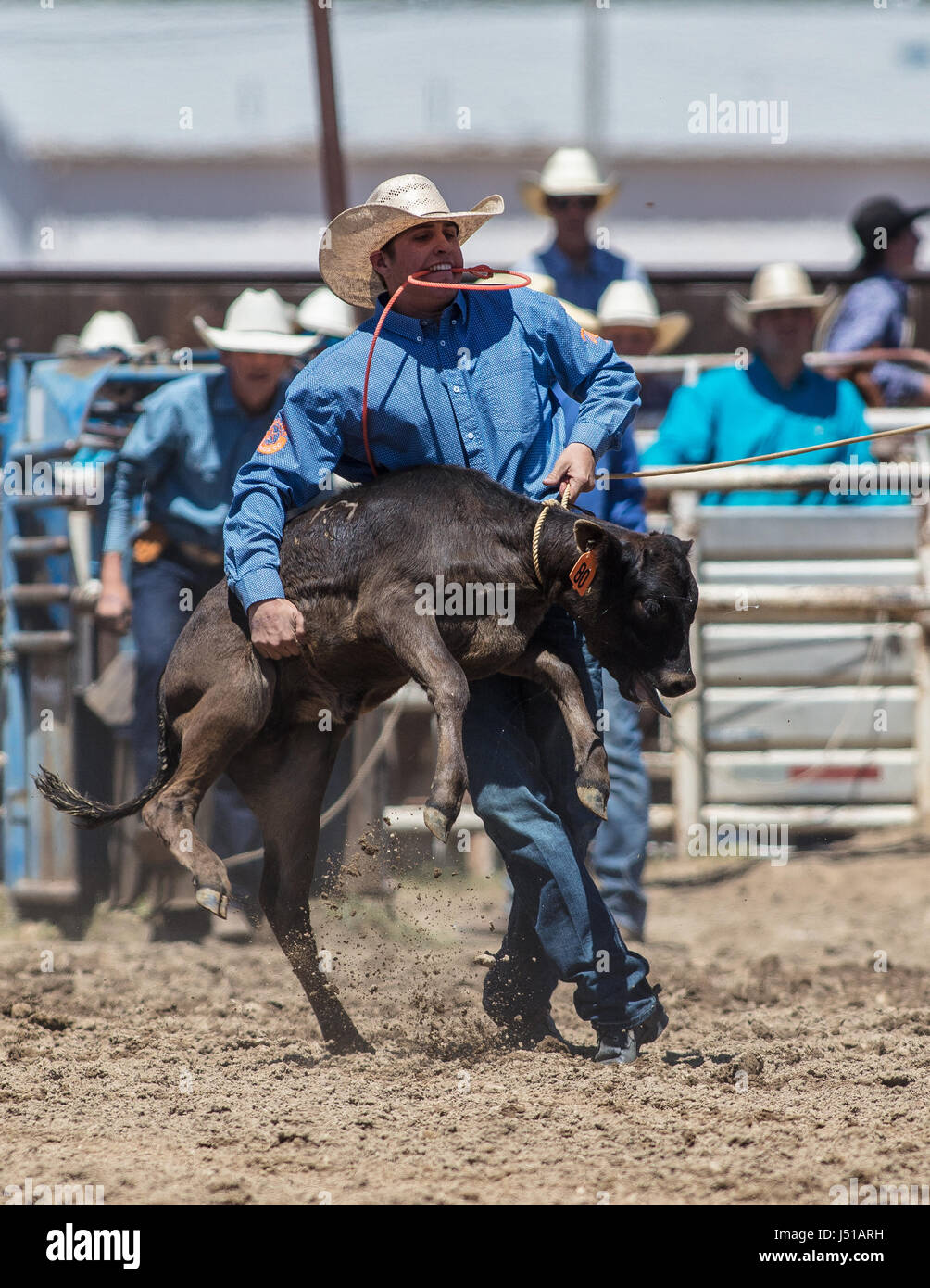 Kalb roping Cowboy beim Rodeo in Cottonwood, Kalifornien. Stockfoto
