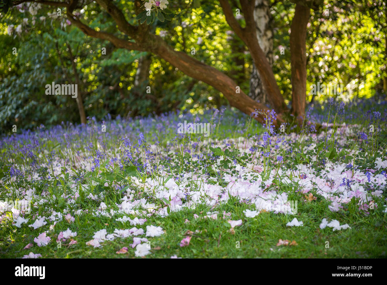 Blüte zwischen Glockenblumen in Nymans Gärten, West Sussex, Großbritannien Stockfoto