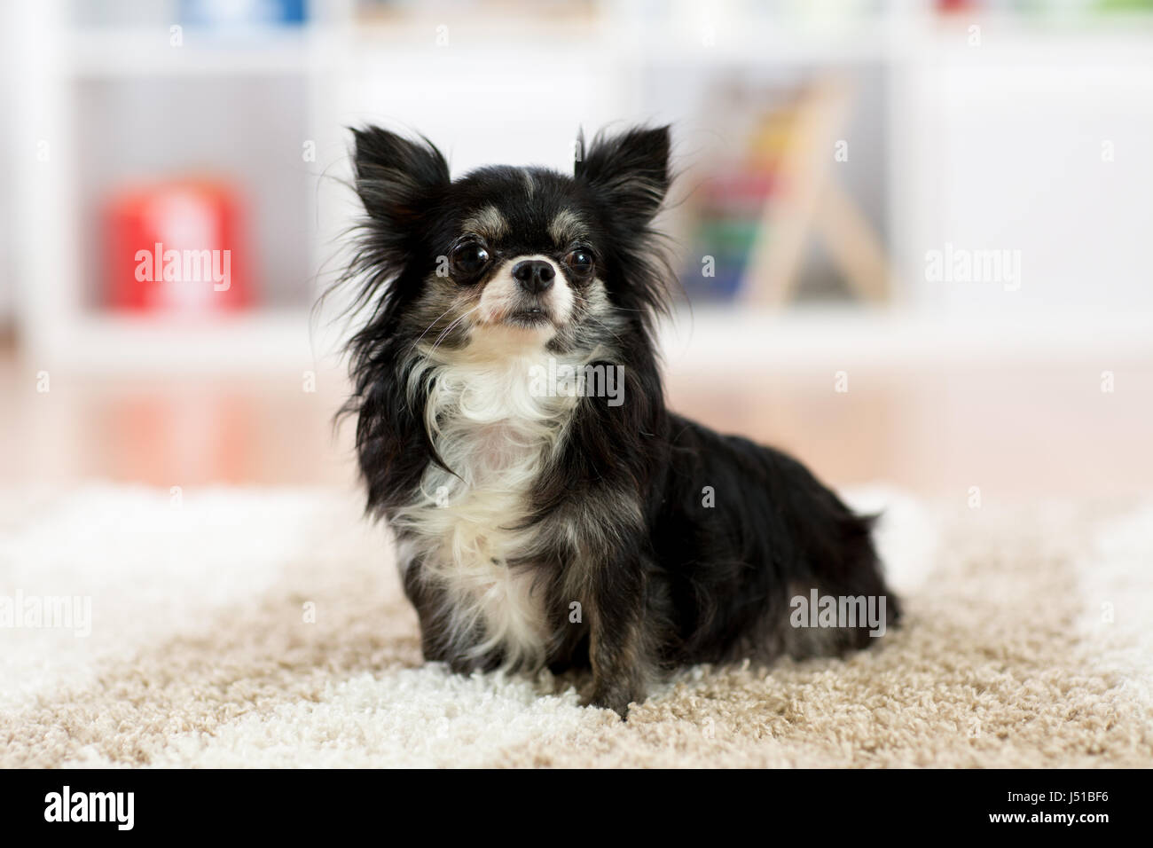 Niedliche Chihuahua Hund drinnen Stockfoto