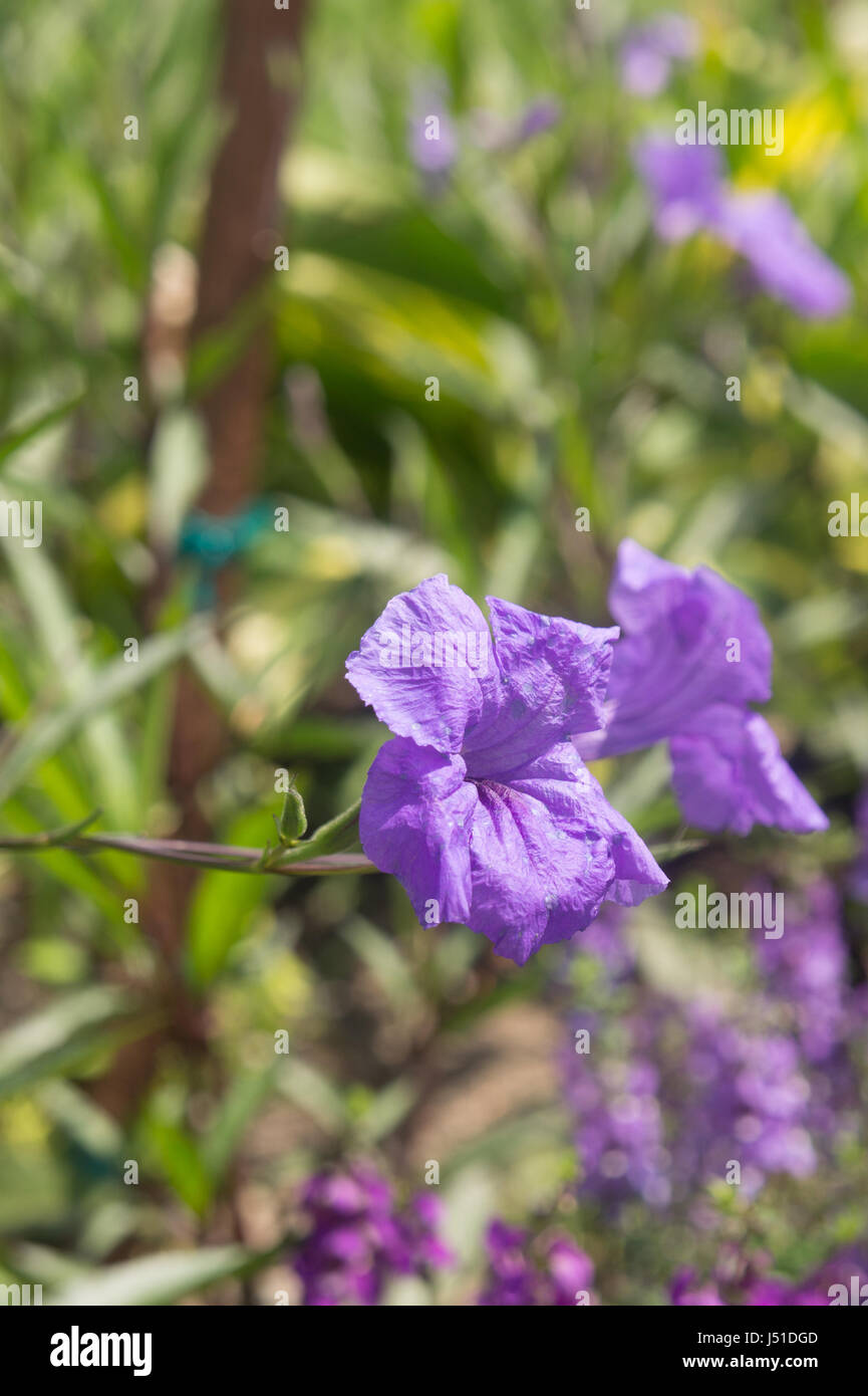 Petunia Stockfoto