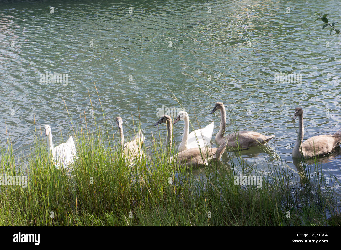 Schwäne auf Cape cod Stockfoto