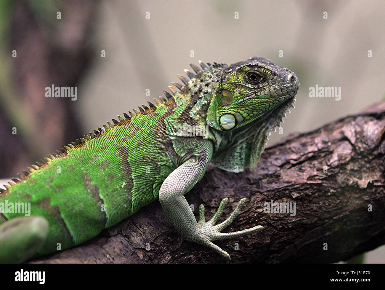 Tiere, Reptilien, porträtiert Stockfoto