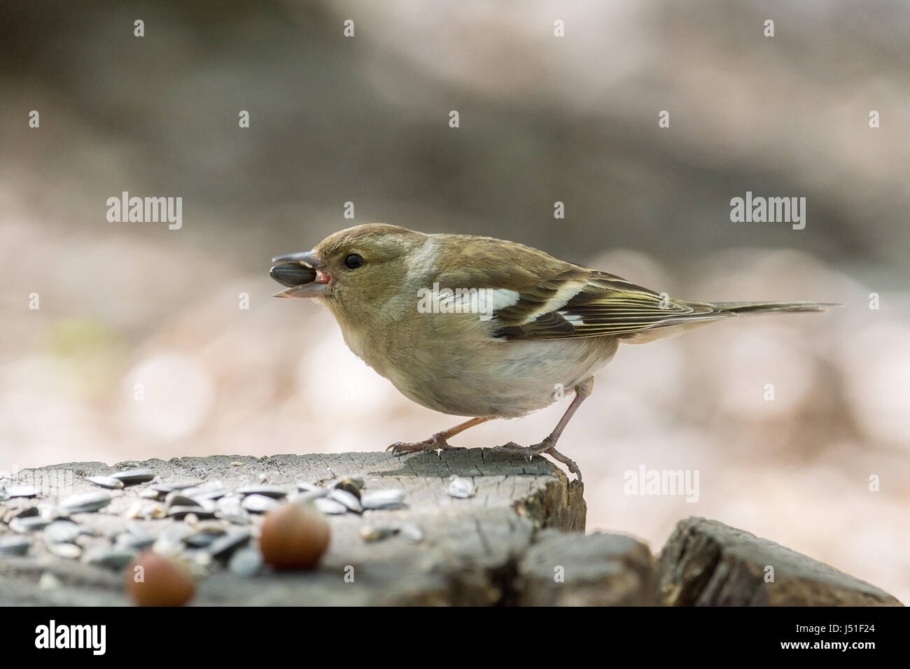 Das Foto zeigt einen weiblichen Buchfink auf einem Ast Stockfoto