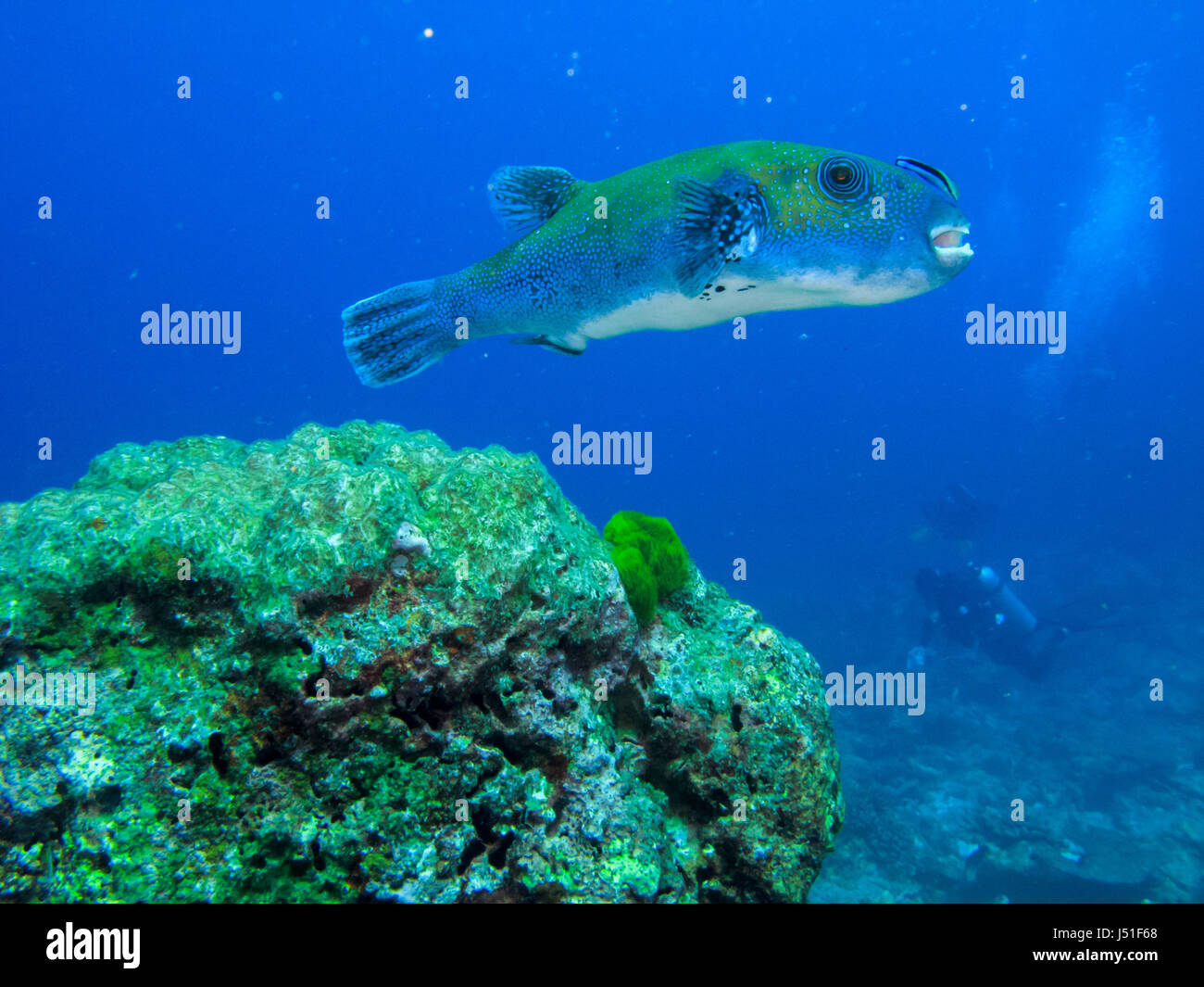 Sternenhimmel Kugelfisch mit einer saubereren Fische schwimmen mit Taucher im Hintergrund Stockfoto
