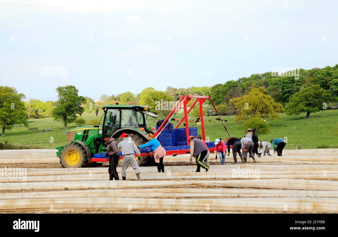 Immigrant lässig landwirtschaftliche Arbeiter arbeiten auf Spargelfeld, Norfolk, Großbritannien 3 Stockfoto