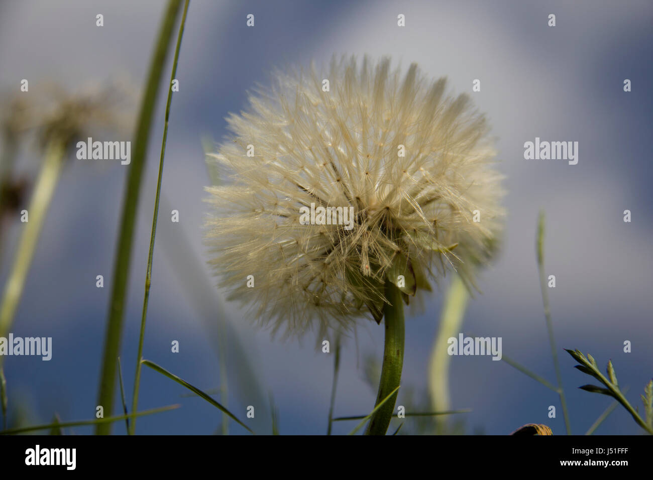 Löwenzahn Kopf (Taraxacum Officinale) gegen blauen Himmel Stockfoto