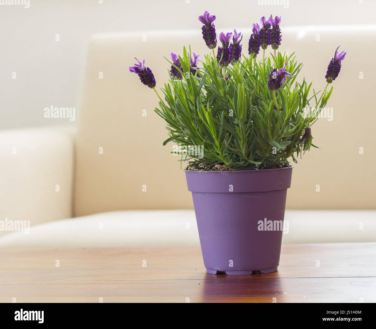 Lavendel im Wohnzimmertisch Stockfoto