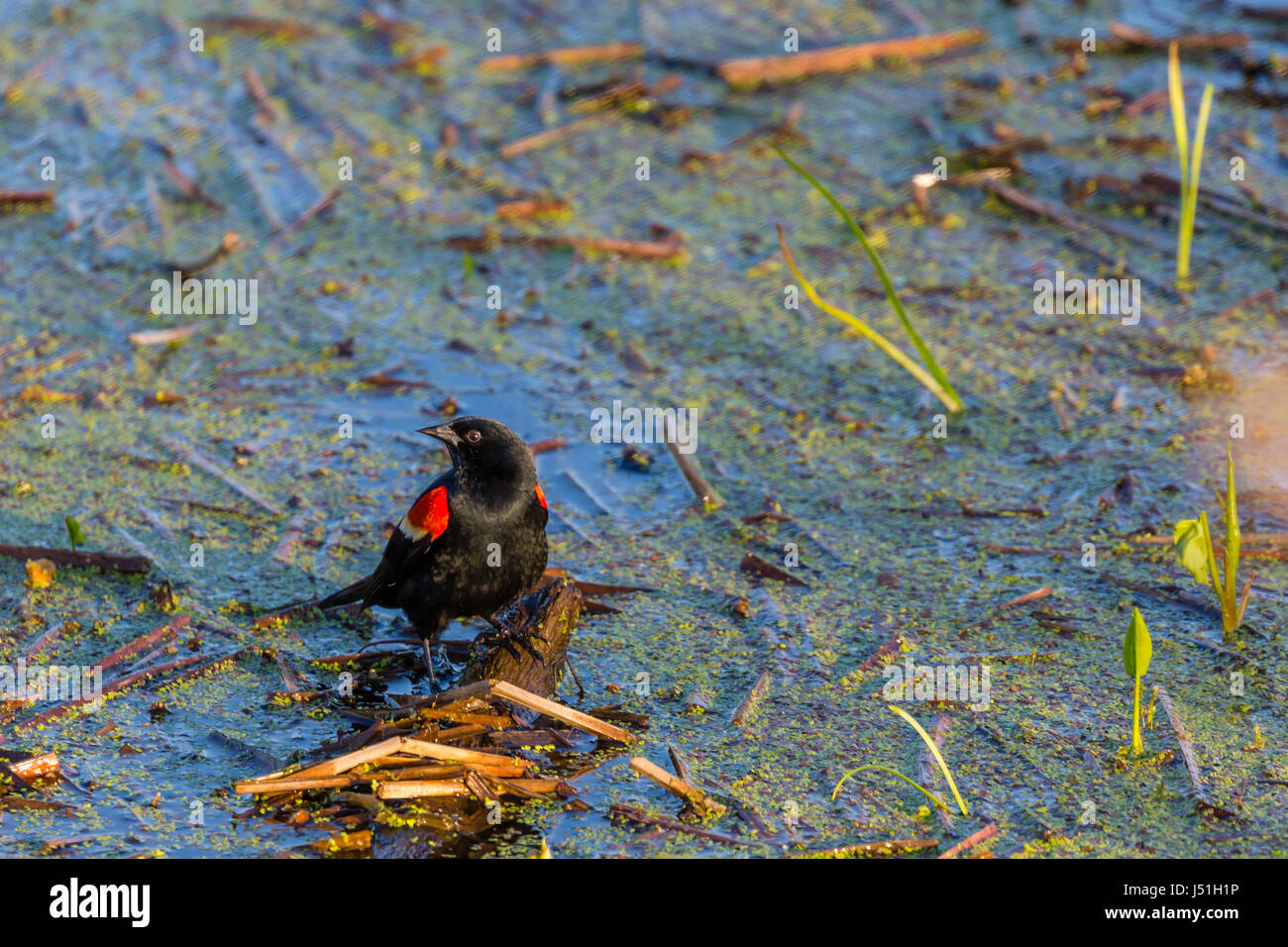 Red-winged schwarzer Vogel (Agelaius Phoeniceus) männlich, thront auf einem schwimmenden Stick in einem Sumpf Stockfoto
