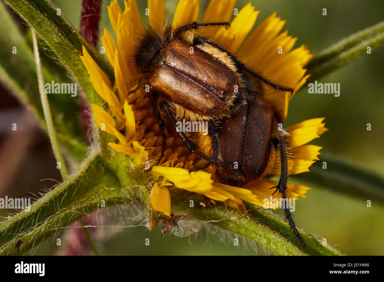 Paar Eulasia Fehler auf eine Pflanze Makrofoto Paarung Stockfoto