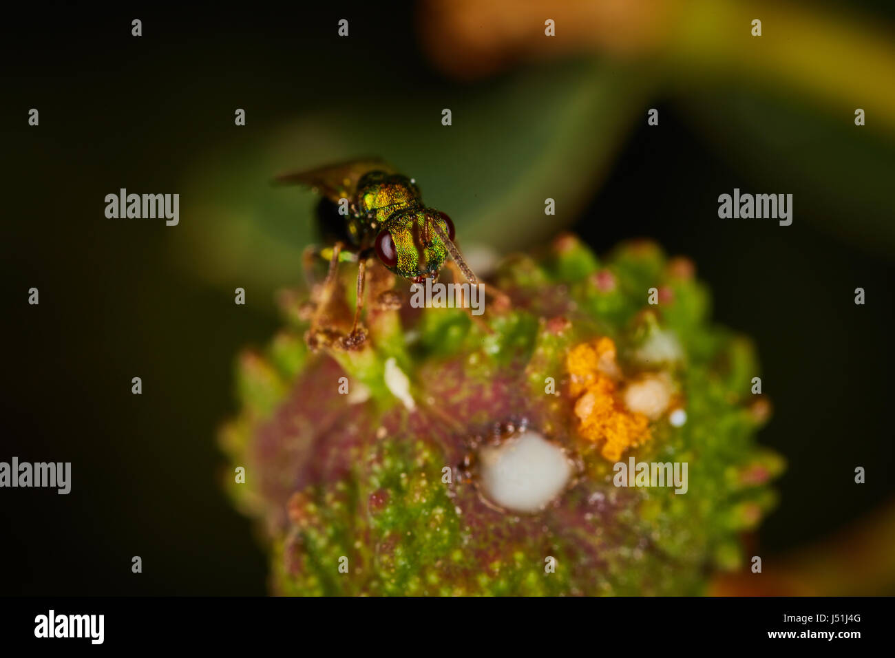 kleine grüne Fliege sitzt auf einer Blume Stockfoto