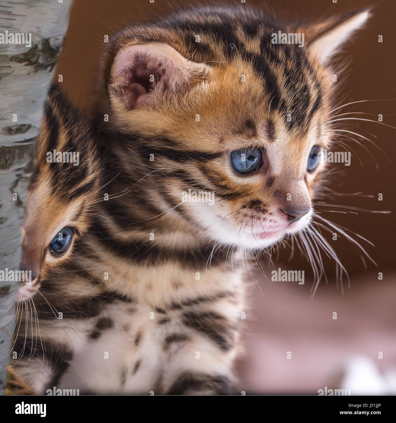 Bengal Kätzchen Stockfoto