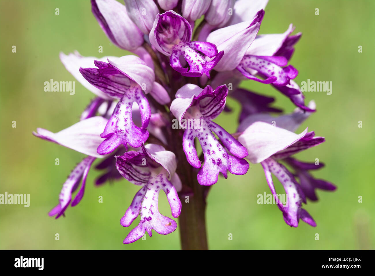 Militärische Orchidee (Orchis militaris) in Homefield Wood, Buckinghamshire, Großbritannien Stockfoto