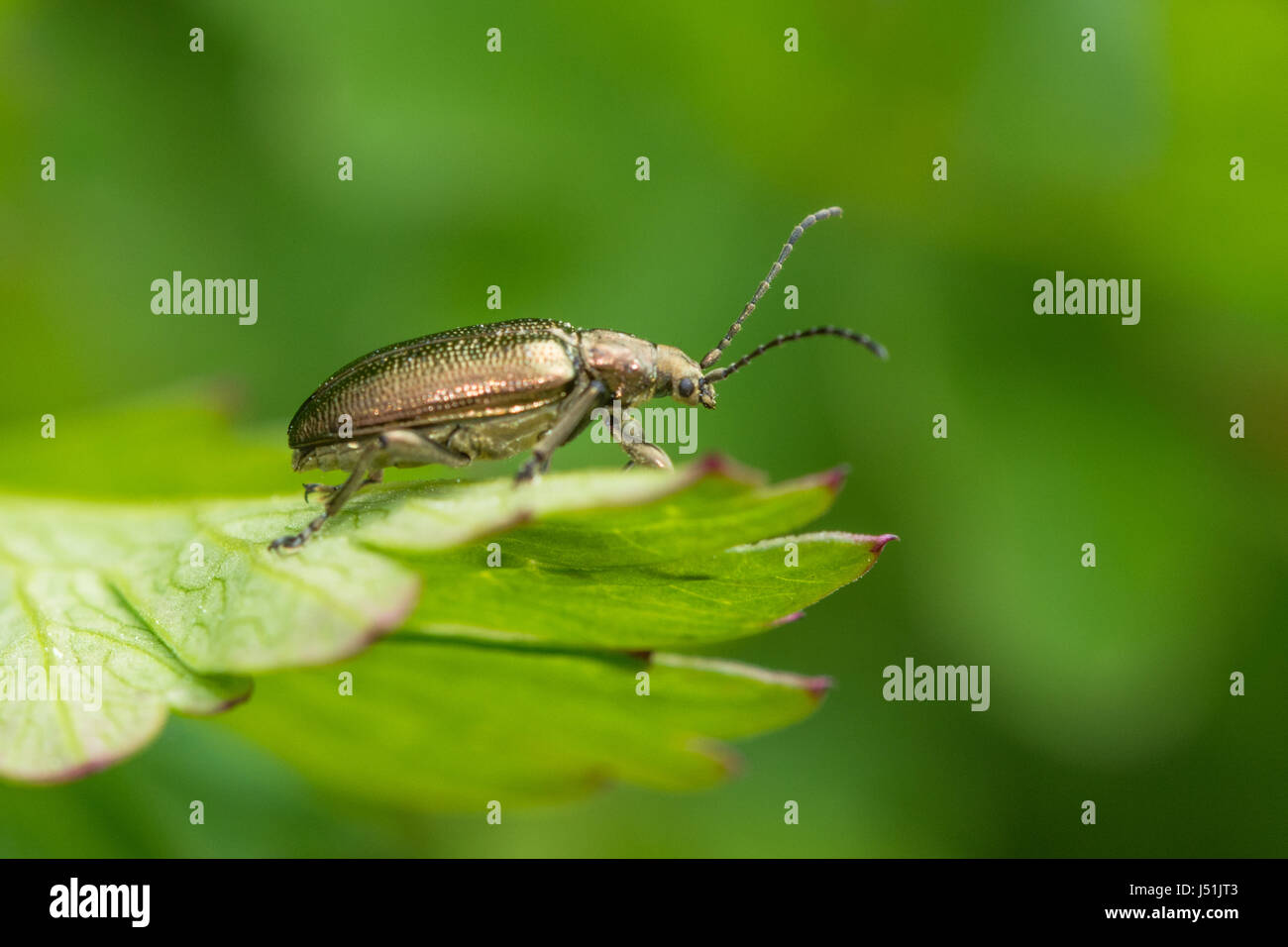 Nahaufnahme eines Käfers (Order Coleoptera) auf einem grünen Blatt, Großbritannien Stockfoto