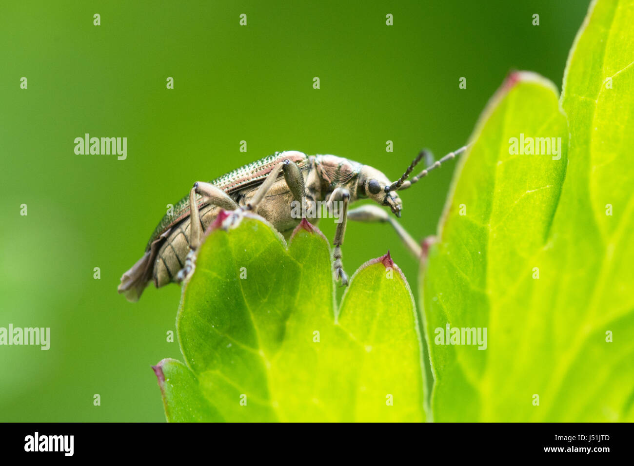 Nahaufnahme eines Käfers (Order Coleoptera) auf einem grünen Blatt, Großbritannien Stockfoto