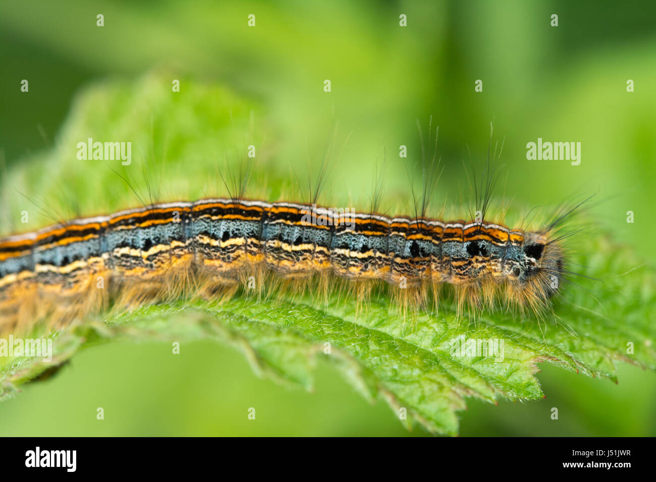 Nahaufnahme von Lakai Falter Raupe (Malacosoma Neustrien) Stockfoto