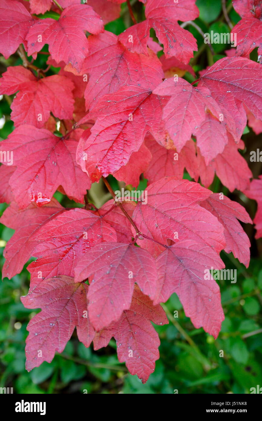 Rote Blätter im Herbst Stockfoto