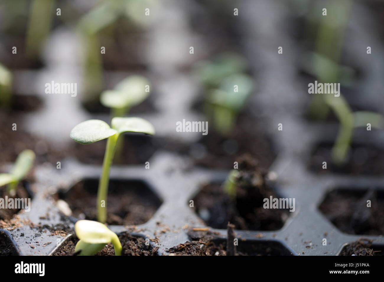 Sonnenblume Tüllen Sämling Fach Stecker. Stockfoto
