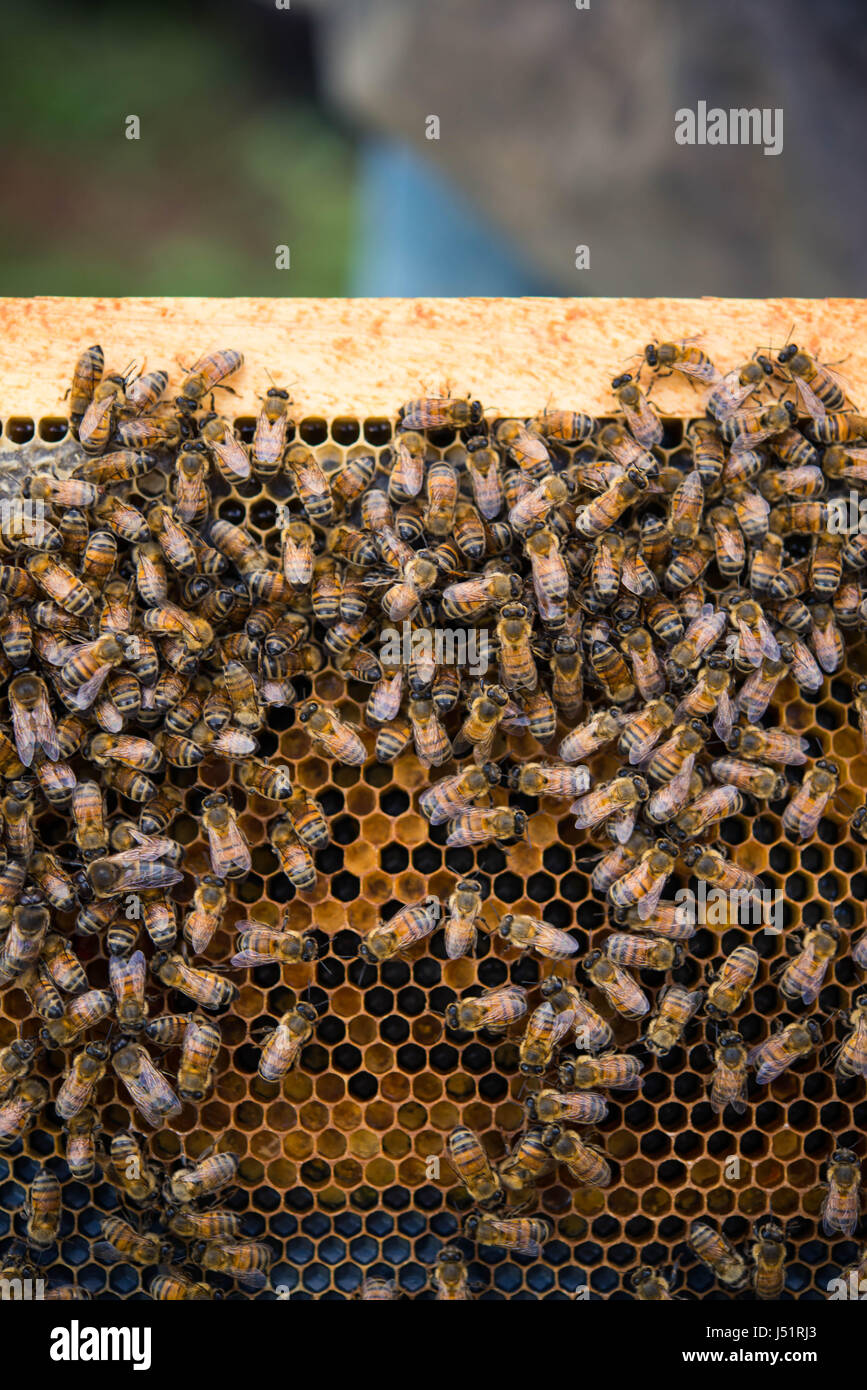 Vertikal, Augenhöhe Blick auf Honigbienen auf eine Biene Rahmen. Stockfoto