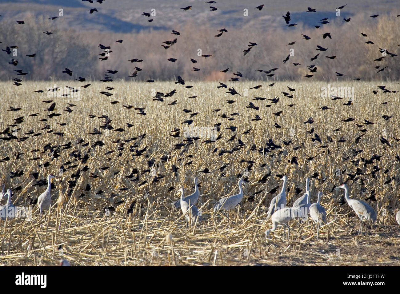 Rot – geflügelte Amseln & gelb-vorangegangene Amsel überfliegen Kraniche & Schneegänse, Bosque del Apache, USA Stockfoto