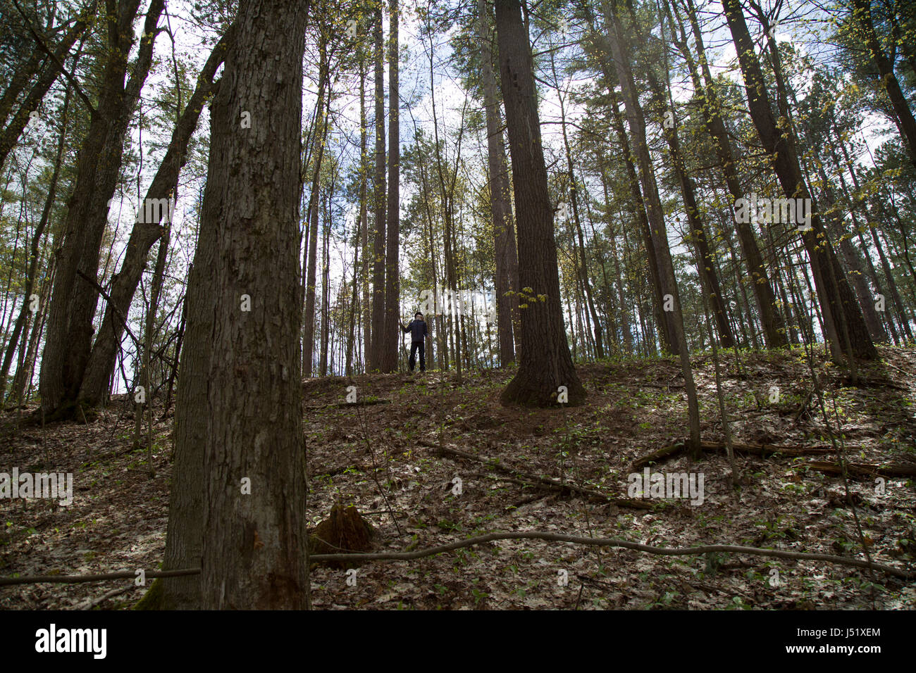 Junge stand auf einem Hügel im Wald unter vielen hohen Bäumen. Stockfoto