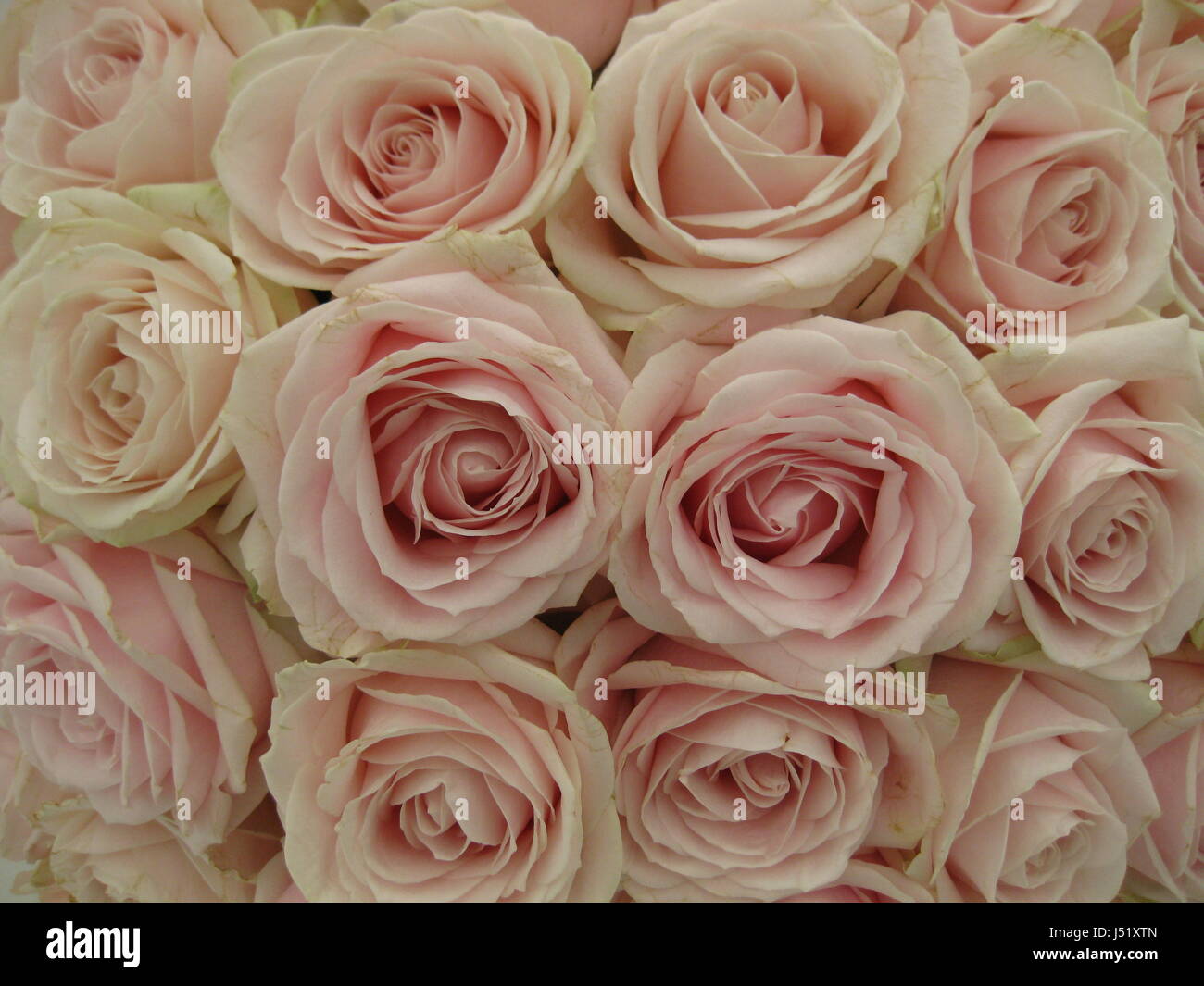 Nahaufnahmen von blass rosa Rosen füllen das gesamte Bild Stockfoto