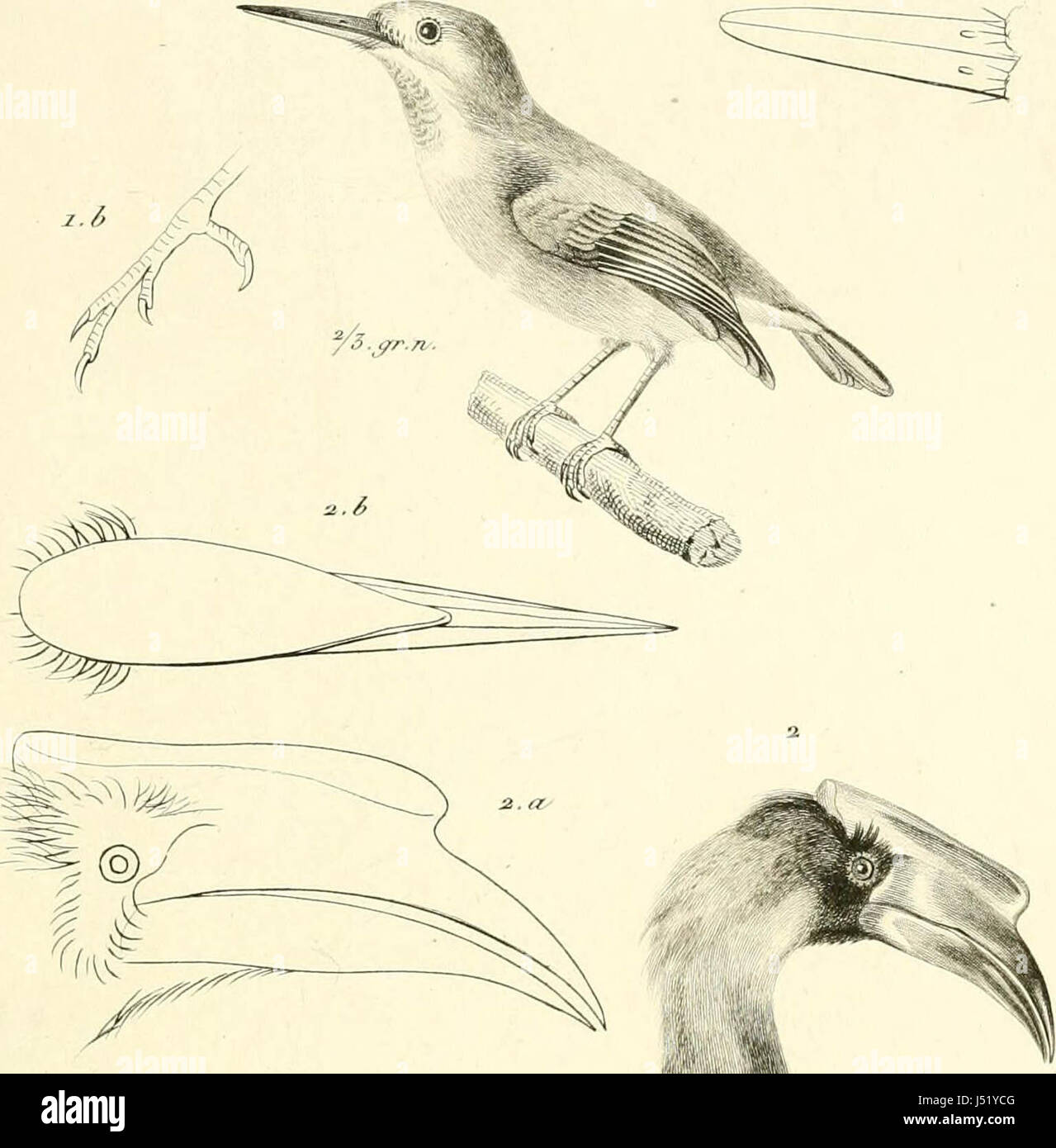 'Iconographie du Règne Tier de G. Cuvier, Ou, Darstellung d' Après Nature de l'une des Espèces Les plus et Souvent nicht encore Figurées de Chaque Genre d'animaux: Avec un Texte Descriptif mis au courant De La Science: Ouvrage p Stockfoto