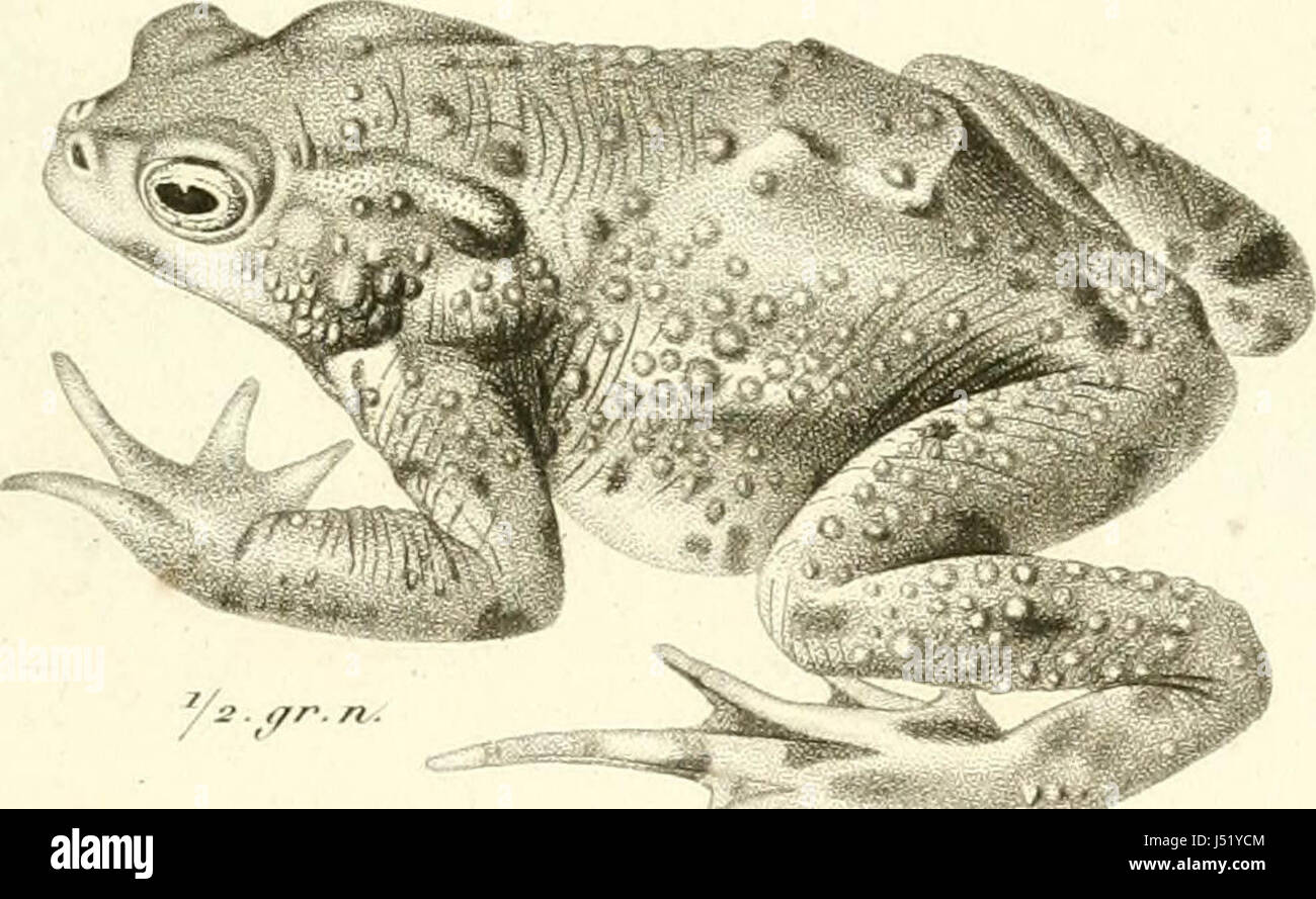 'Iconographie du Règne Tier de G. Cuvier, Ou, Darstellung d' Après Nature de l'une des Espèces Les plus et Souvent nicht encore Figurées de Chaque Genre d'animaux: Avec un Texte Descriptif mis au courant De La Science: Ouvrage p Stockfoto