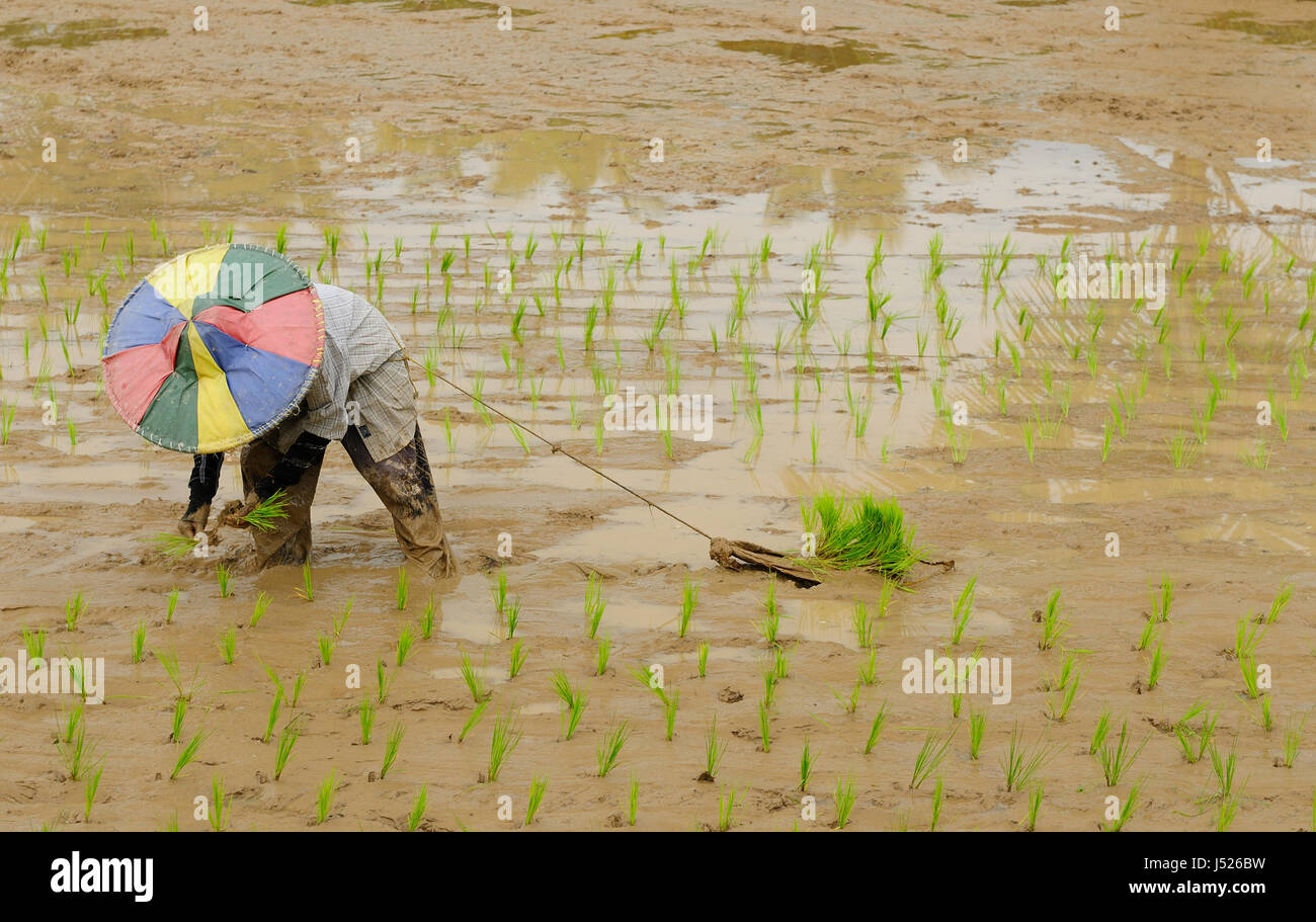 Frau, die Pflanzen den Reis auf einem Reisfeld in Indonesien Stockfoto