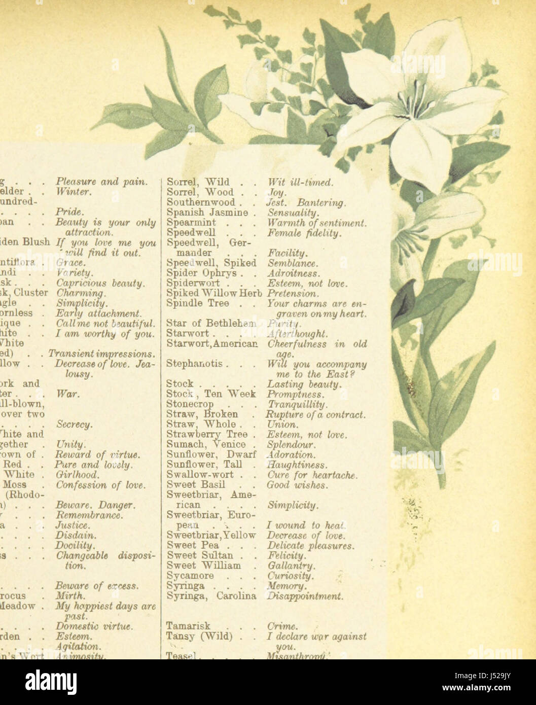 Die künstlerische Sprache der Blumen. [Mit Abbildungen.] Stockfoto