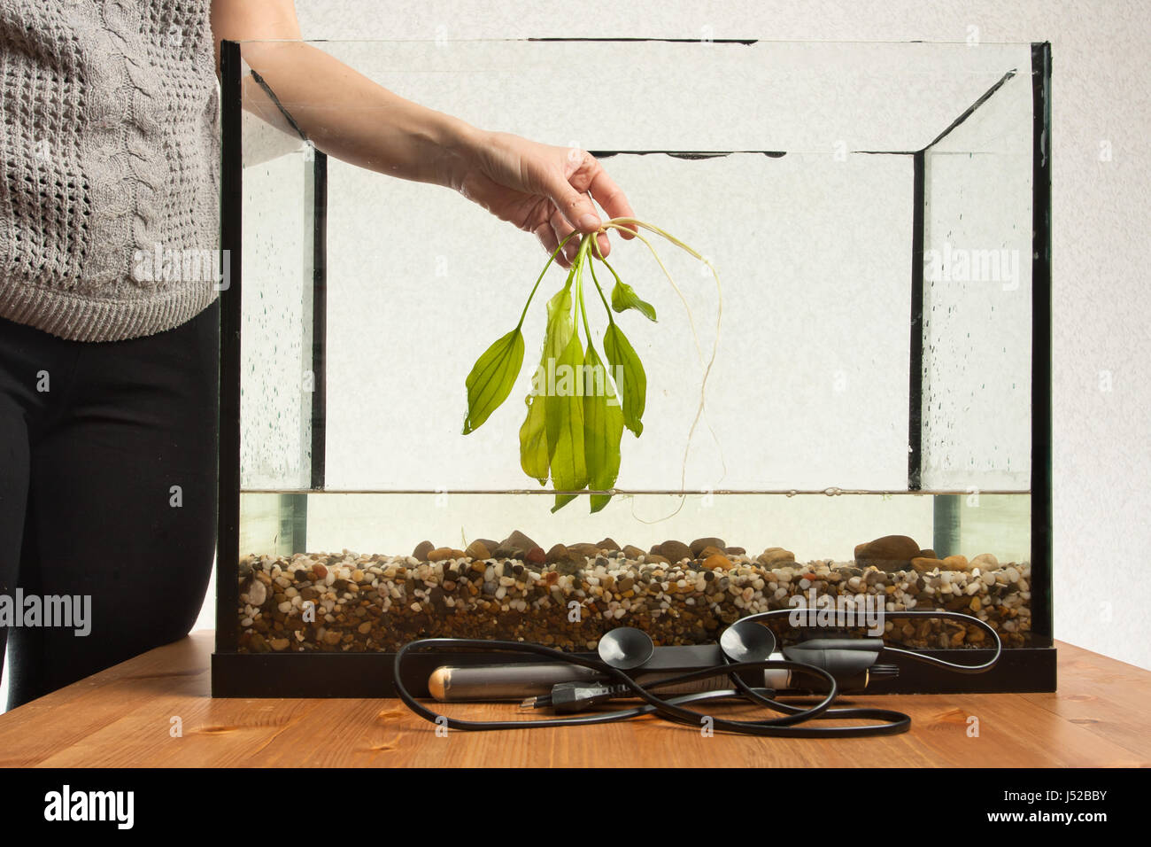 Hand der Frau hält Wasserpflanze bereit zu Pflanzen im aquarium Stockfoto