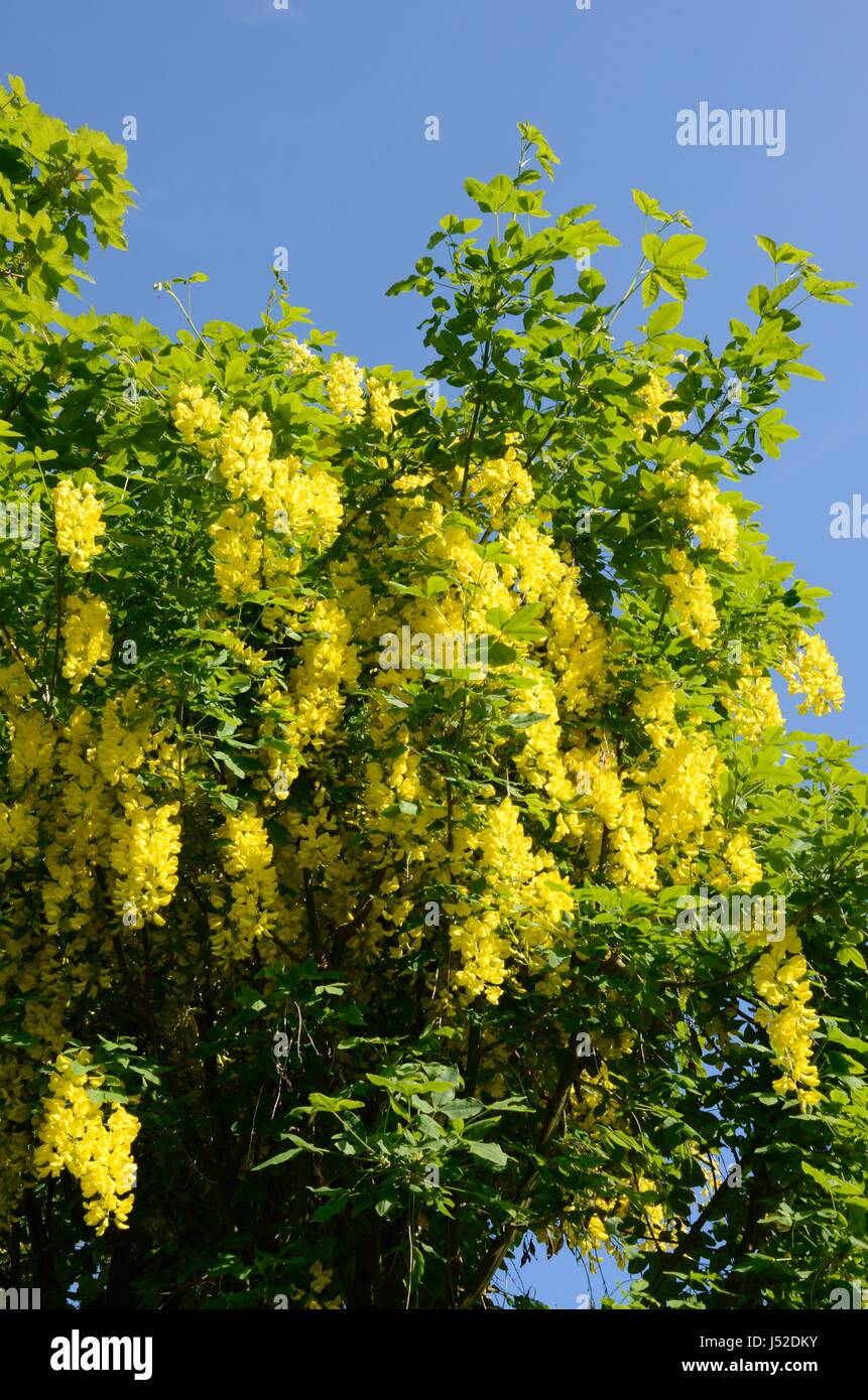 Goldene Kette Blumen auf Goldregen Baum im Frühlingssonnenschein Stockfoto
