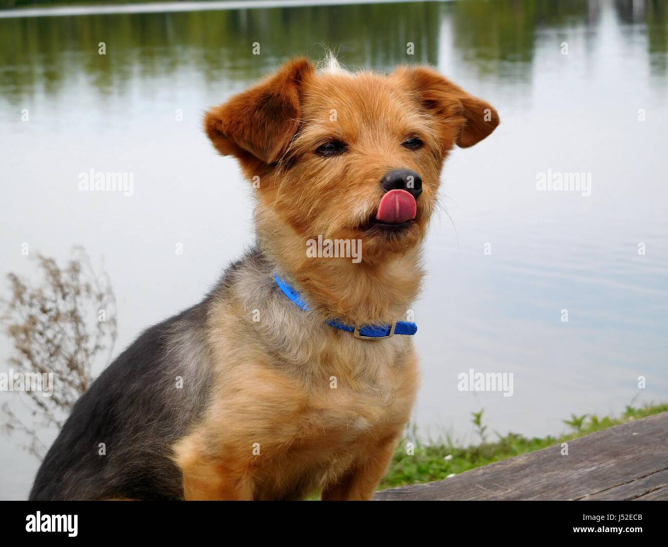 Portrait Hund wächst der Zungenkrebs Stockfoto