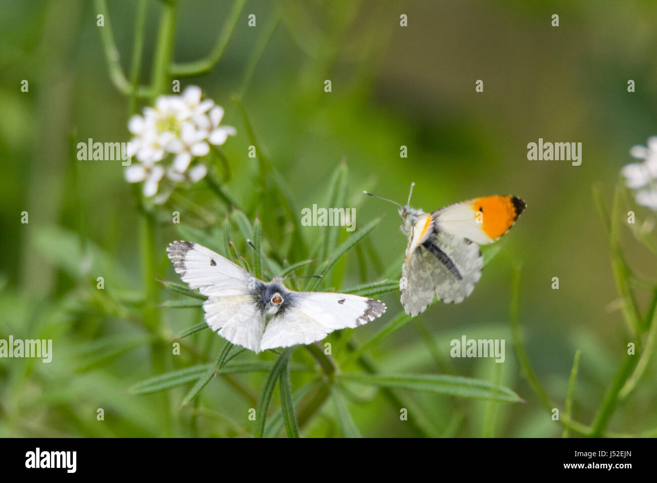 Orange-Tip Schmetterlinge (Anthocharis Cardamines) Paarung. Paar von Insekten in der Familie Pieridae, mit weiblichen Genitalien für Kopulation präsentieren Stockfoto