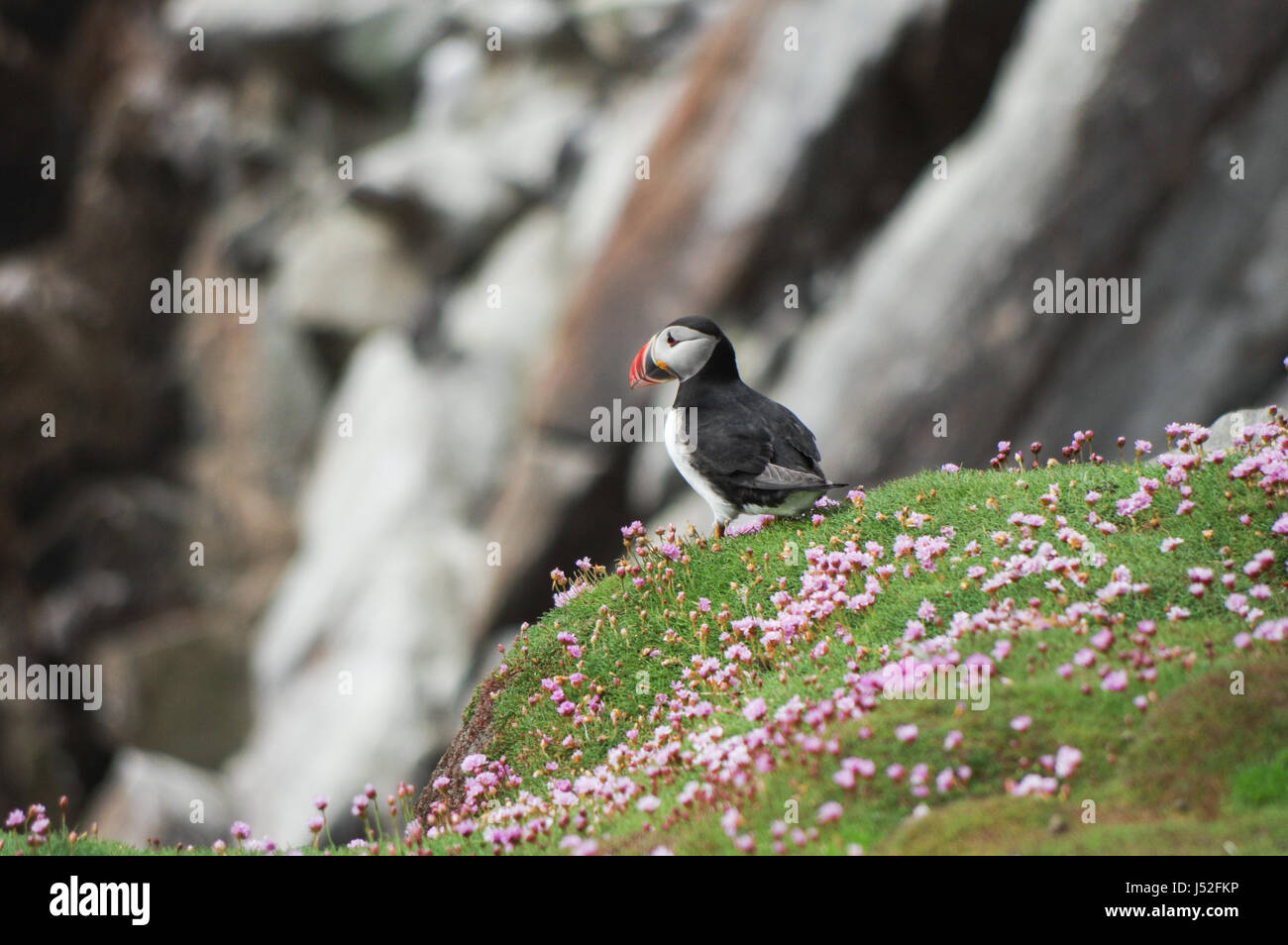 Papageitaucher hocken auf einem Felsen, umgeben von Meer Secondhand - Saltee Inseln, Irland Stockfoto