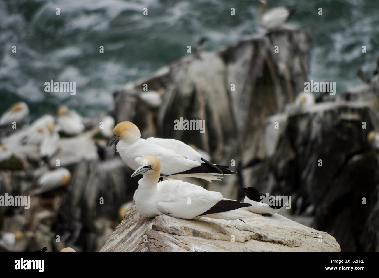 Basstölpel nisten auf Saltee Inseln in Irland Stockfoto