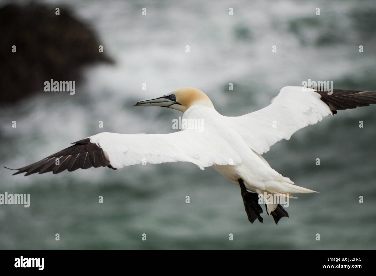 Basstölpel im Flug - Saltee Inseln, Irland Stockfoto