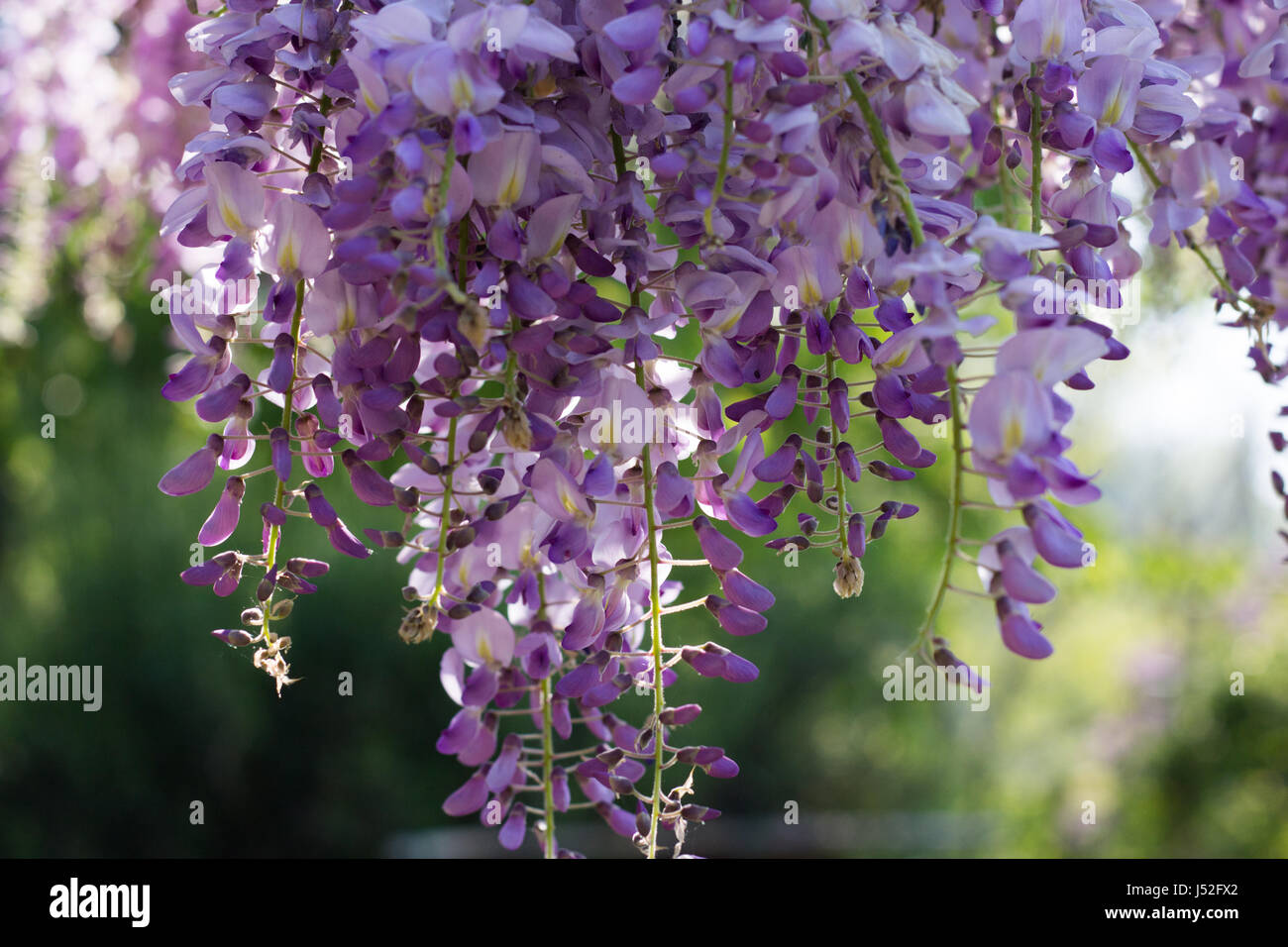 Wysteria Blumen in den Sonnenuntergang Stockfoto