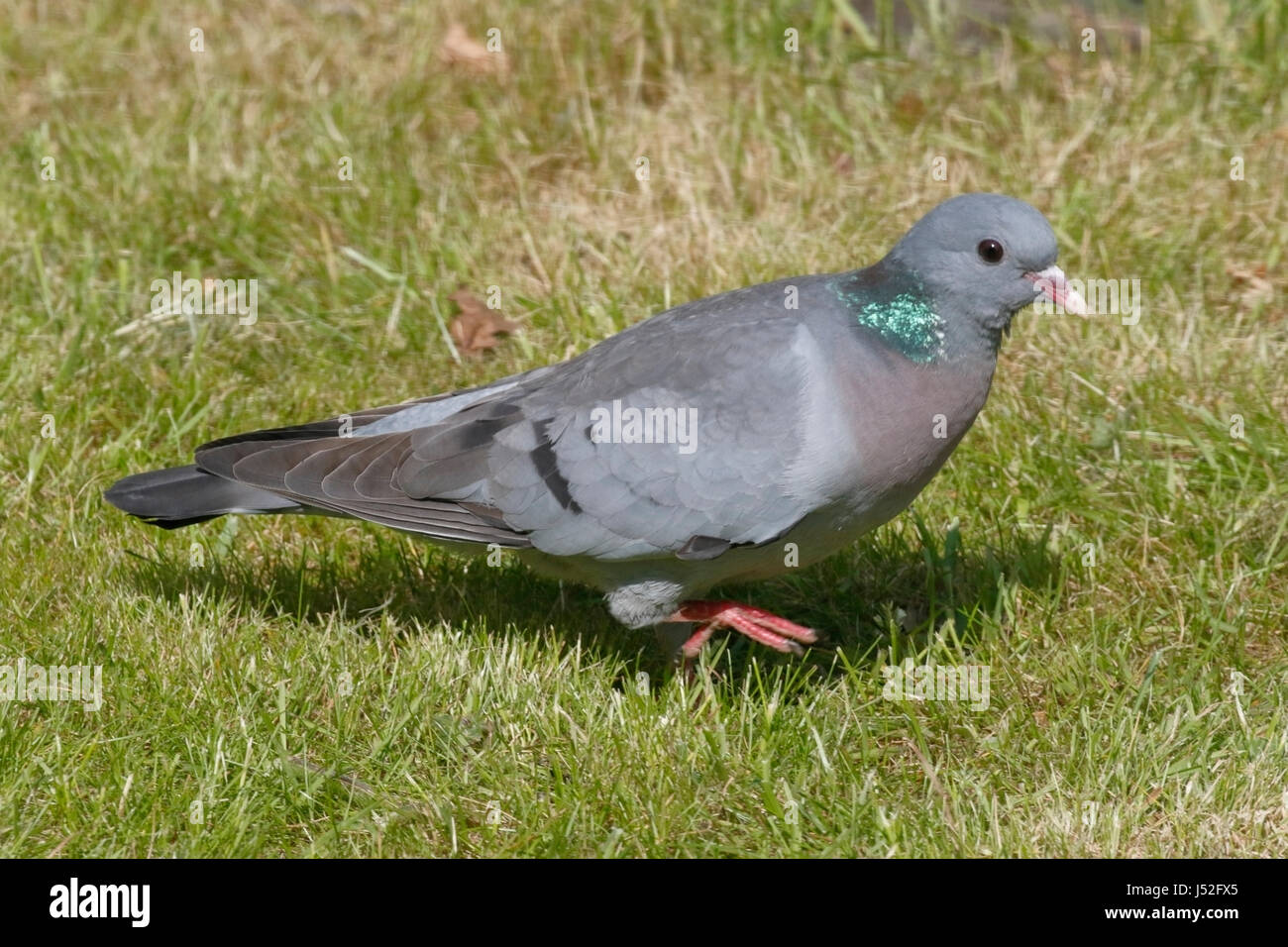 Hohltaube (Columba Oenas) Erwachsene in Breednig Gefieder zu Fuß auf kurzen Vegetation, Norfolk, England, UK Stockfoto