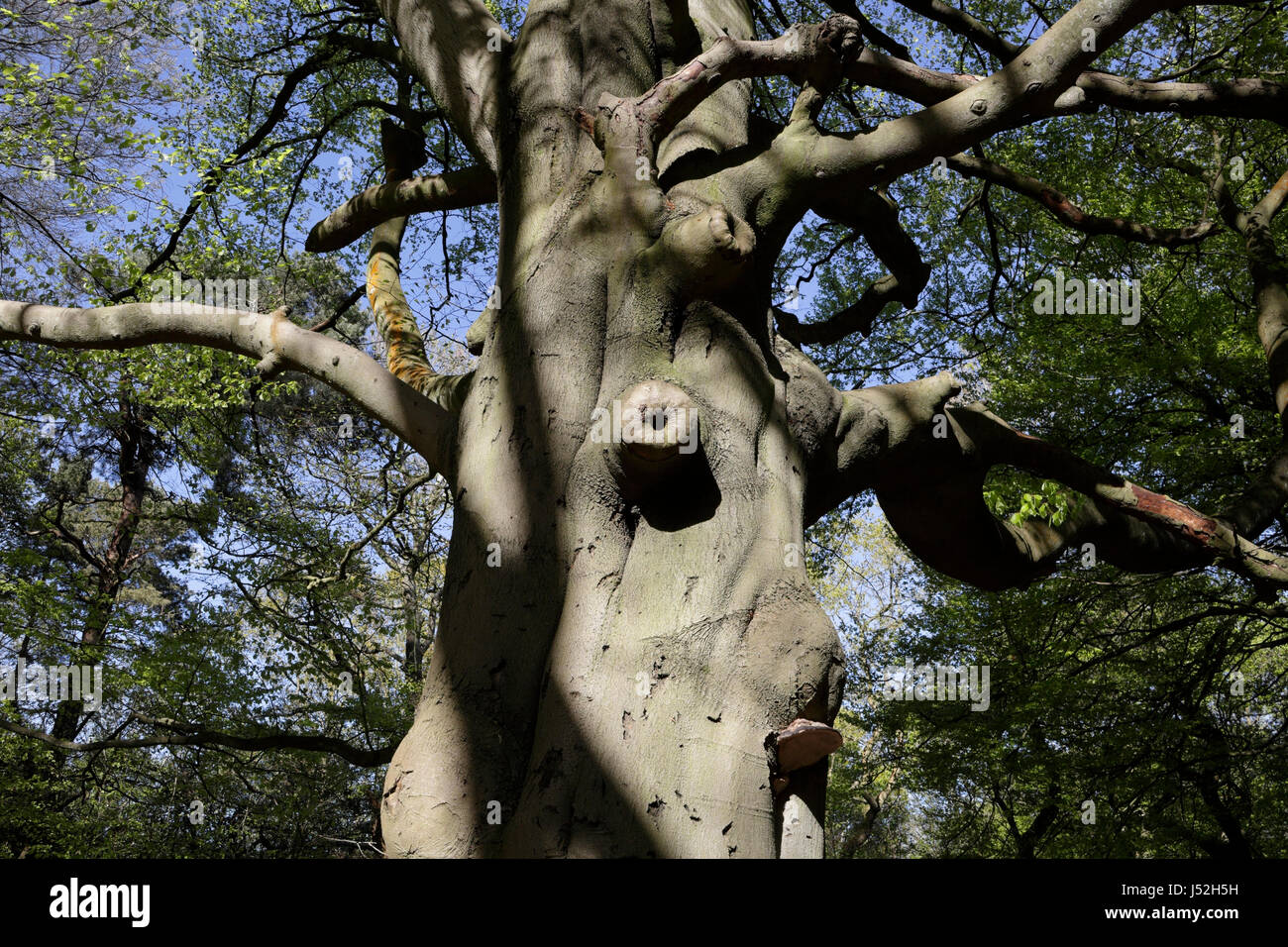 Ecclesall Woods im Vorort Sheffield, England im Frühjahr Baumstamm uraltes Waldgebiet Stockfoto