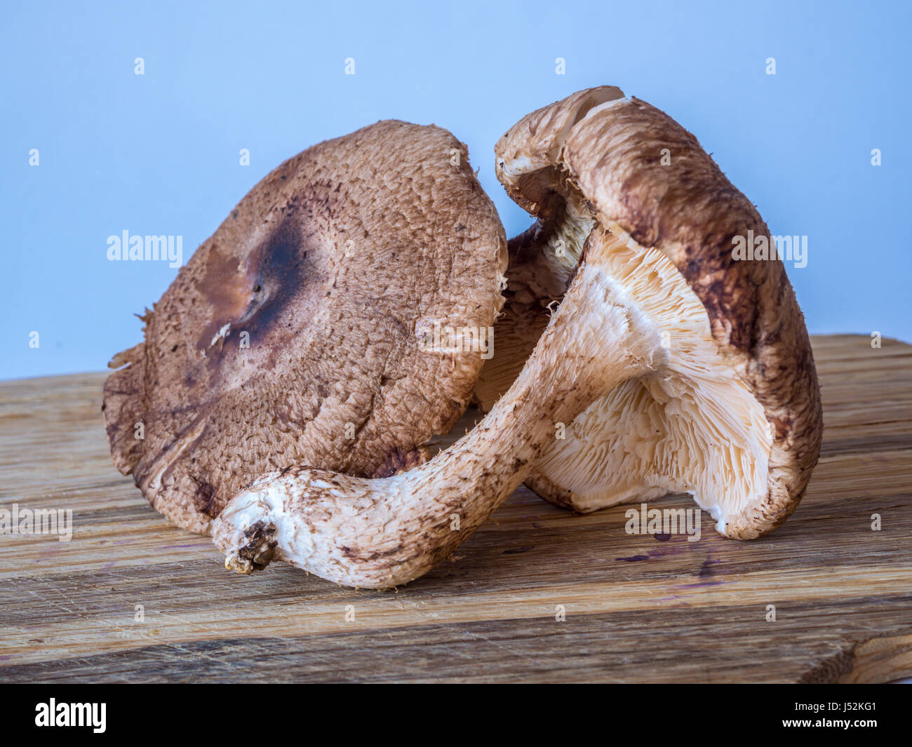 ShiitakeLentinula Edodes ist ein Speisepilz, der ursprünglich aus Ostasien, Stockfoto