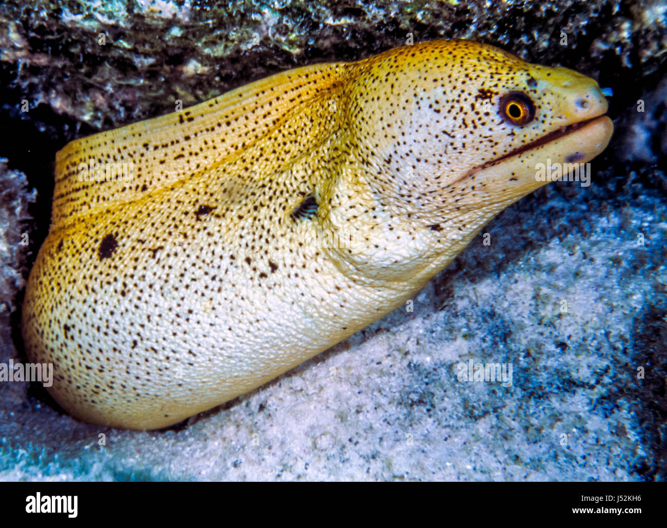 Gymnothorax Miliaris, die Goldentail Moray oder Conger Moray, ist eine Art von Meeresfischen in der Familie Muraenidae. Stockfoto