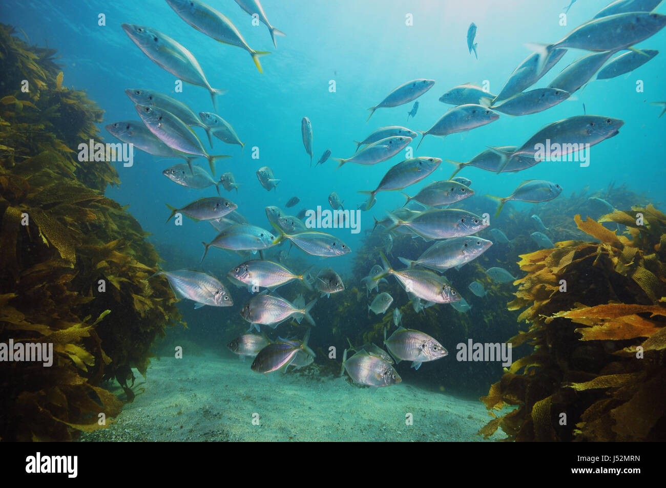 School of New Zealand Trevally Pseudocaranx Dentex über Sandboden mit Kelp Forest Ecklonia Radiata rund um und im Hintergrund. Stockfoto