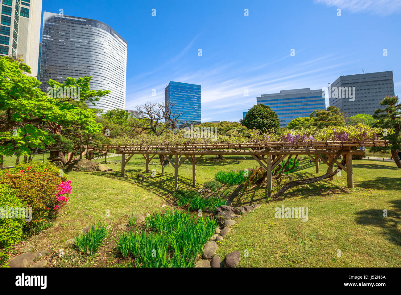Tokyo Sakura Frühling Stockfoto