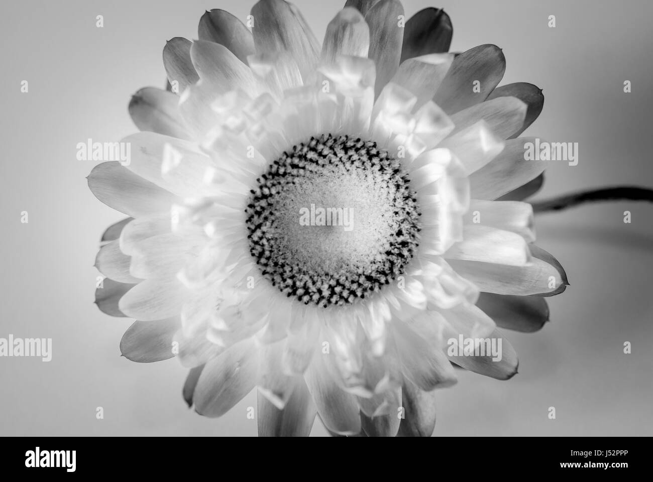 Close-up Black And White Flower Stockfoto