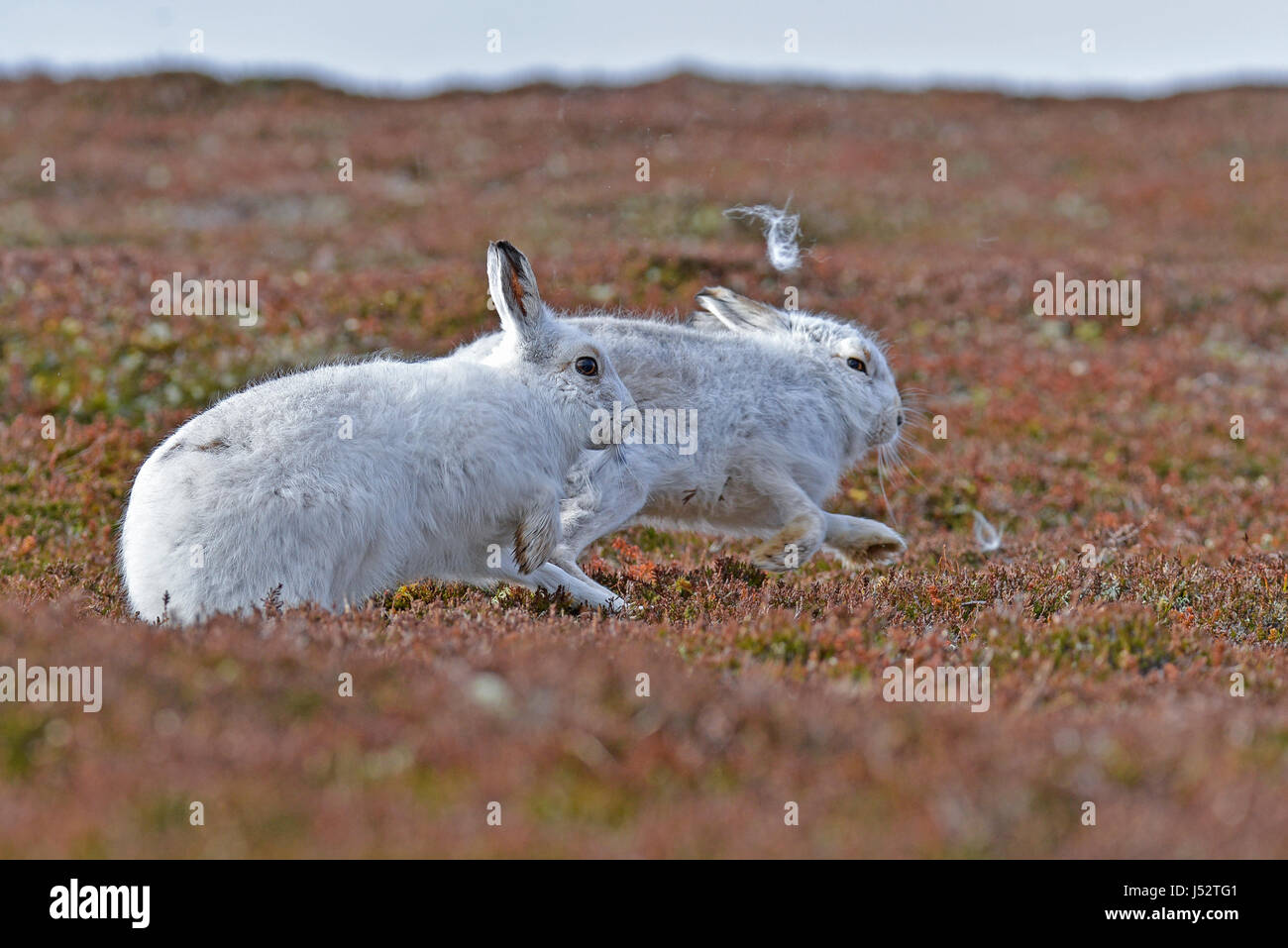 Schneehasen jagen einander (Lepus Timidus) Stockfoto