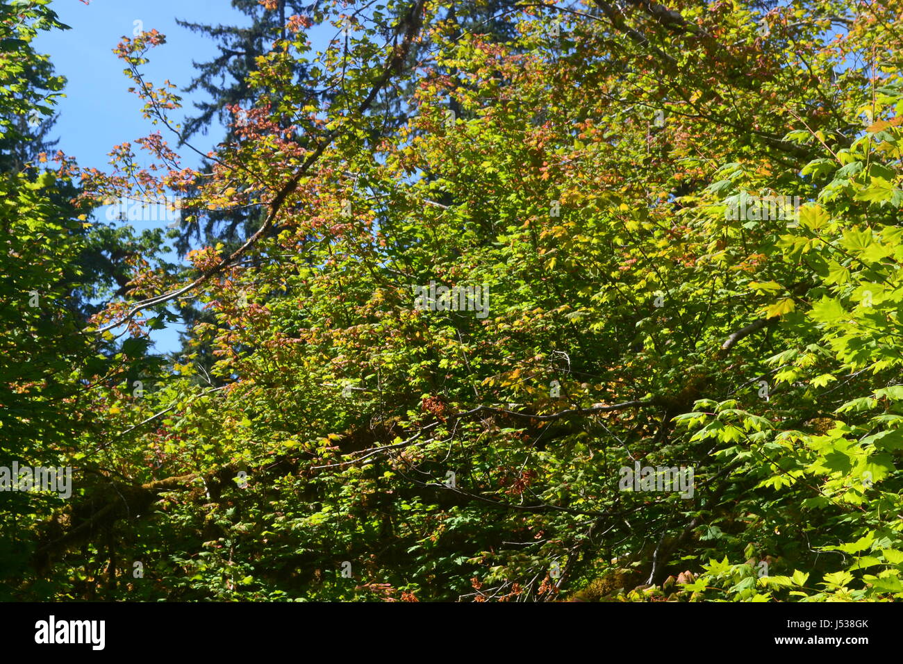 Die Herbst-Änderung Stockfoto