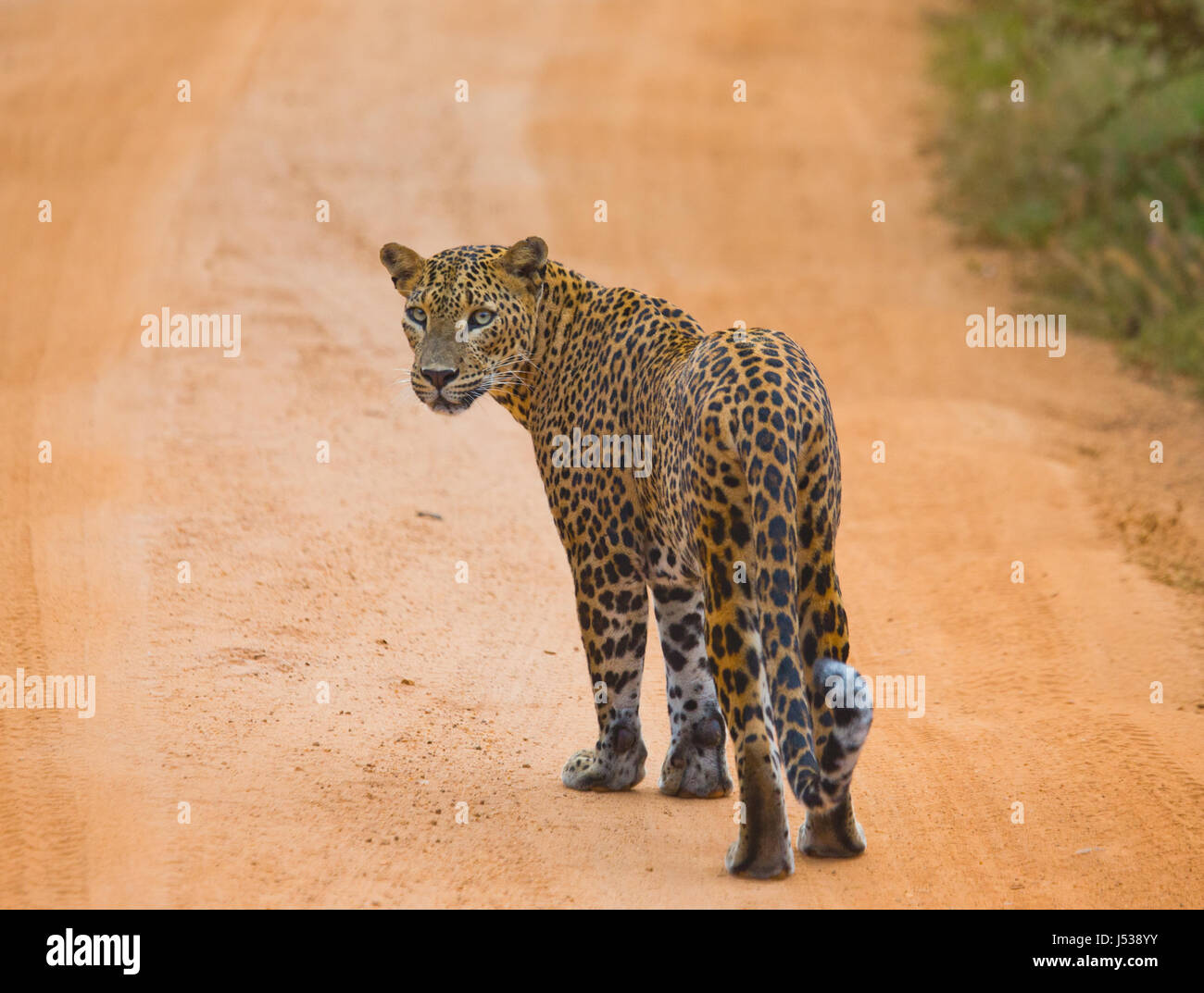 Leoparden laufen auf der Straße. Sri Lanka. Stockfoto
