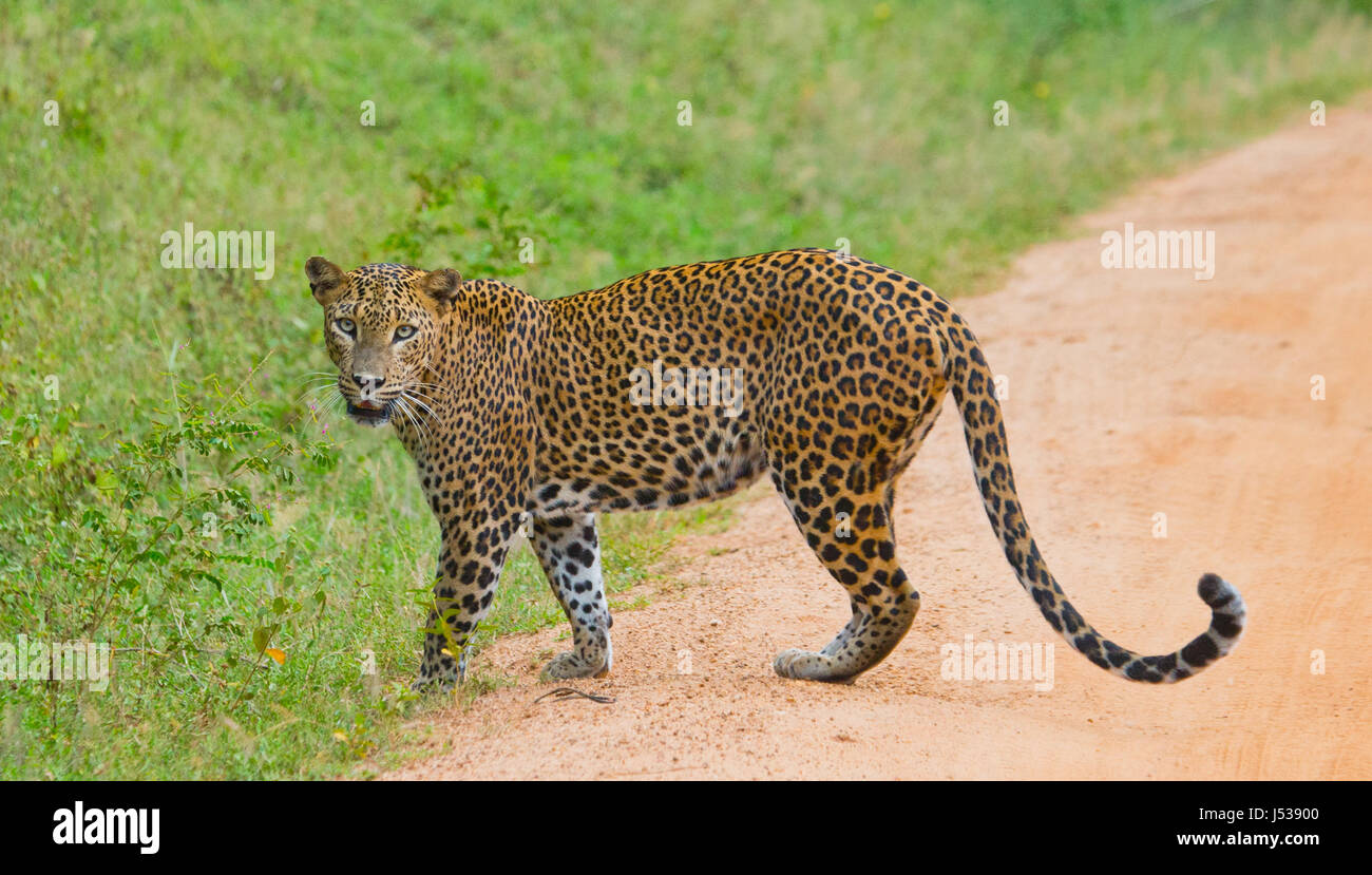 Leoparden laufen auf der Straße. Sri Lanka. Stockfoto