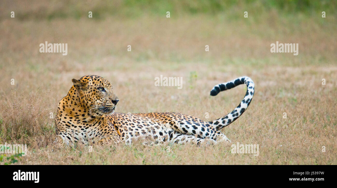 Leopard, der auf dem Gras liegt. Sri Lanka. Stockfoto